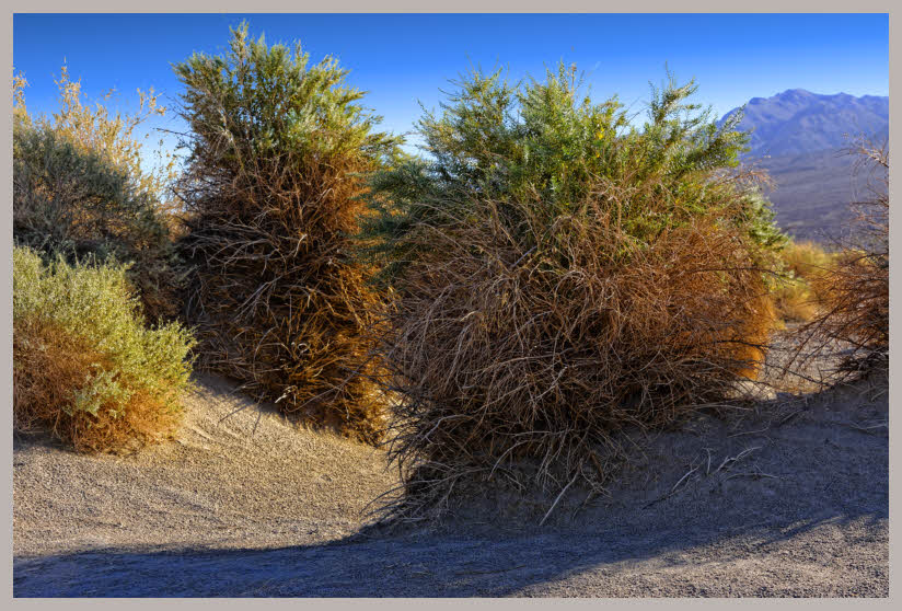 Devils Cornstalks 3279
